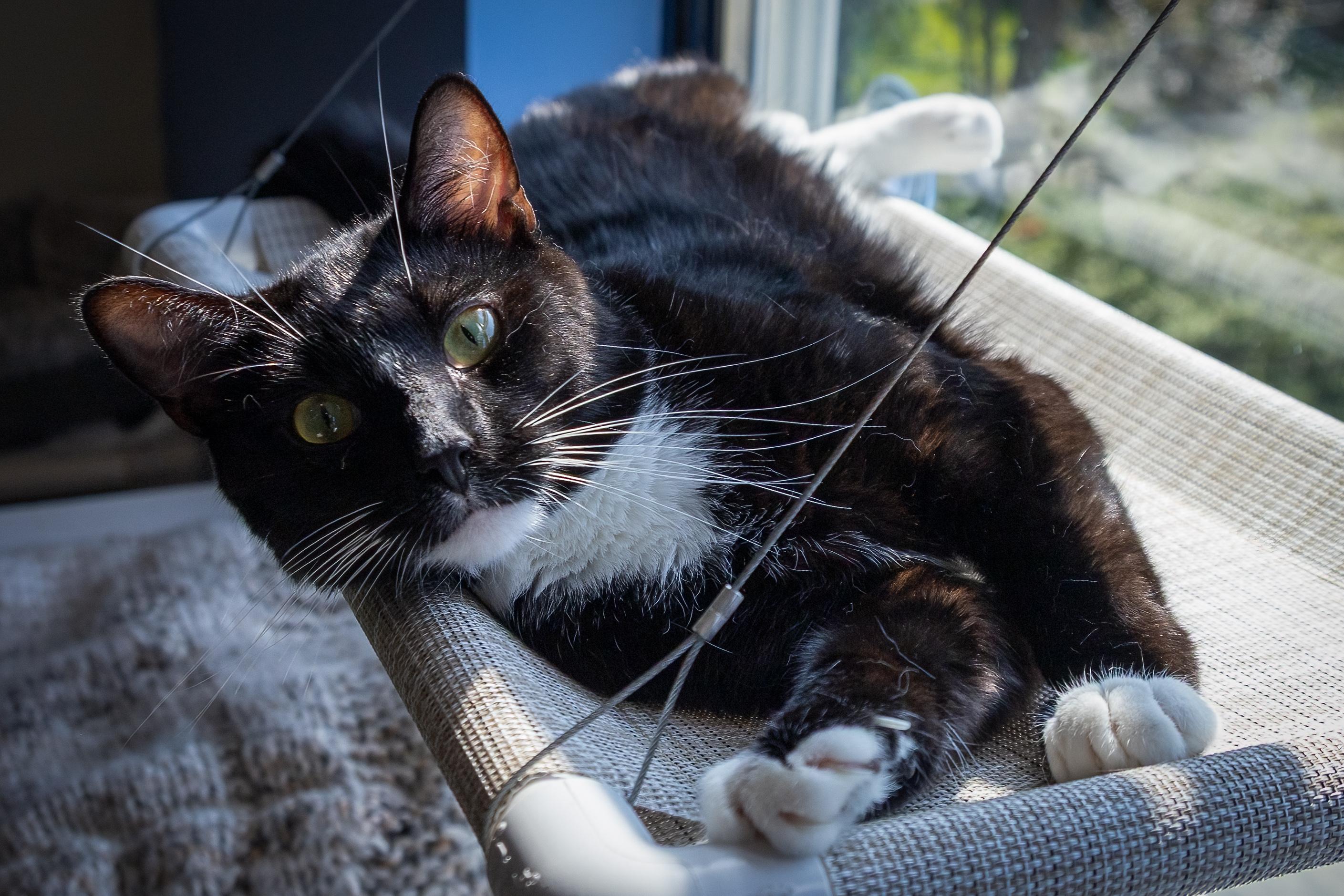 Forgotten Cats Trainer Pa: Unveiling Hidden Expertise