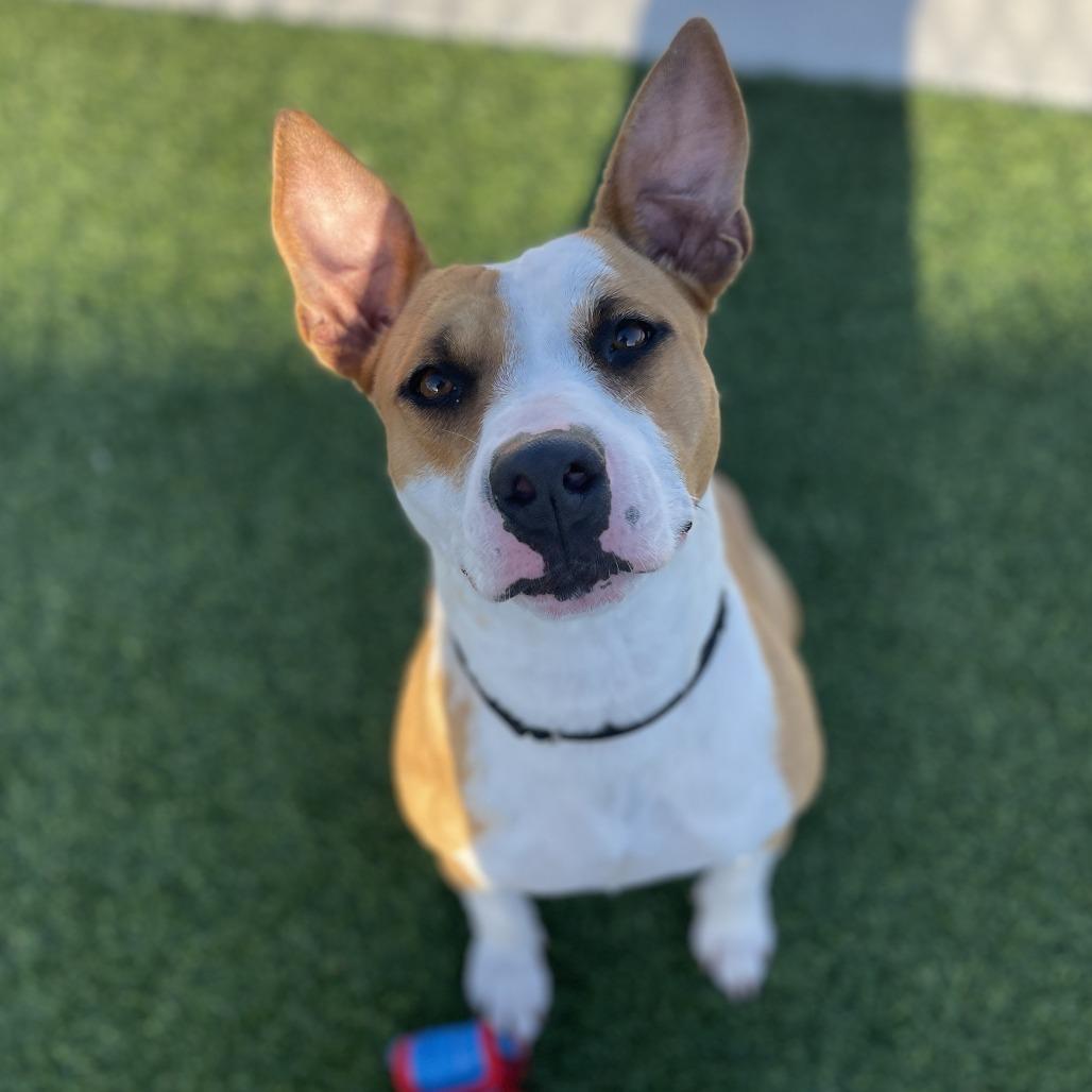 Madonna, Adoptable, Adult Female Pit Bull Terrier.