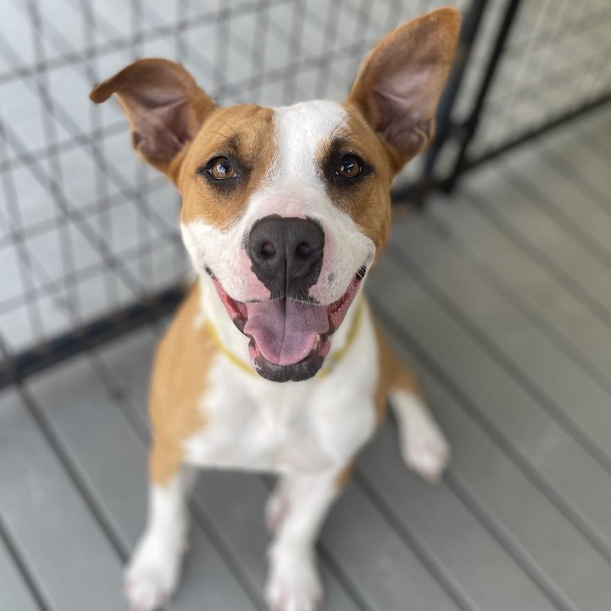 Madonna, Adoptable, Adult Female Pit Bull Terrier.