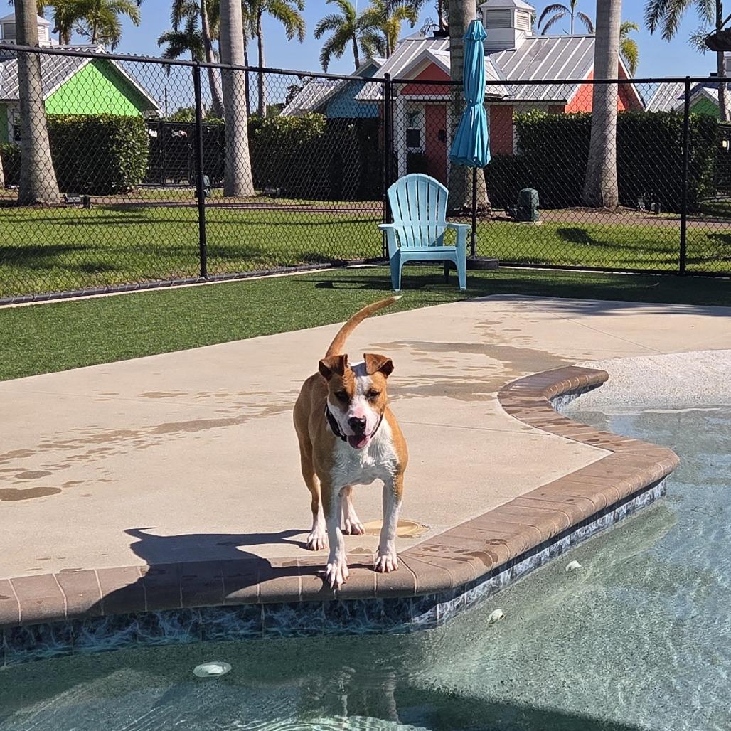 Enlarge Madonna, a Adoptable mixed breed in Bradenton, FL image 2/4