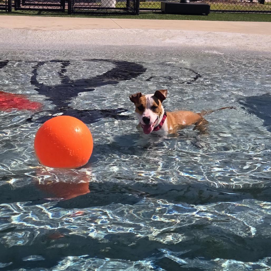 Madonna, a Adoptable mixed breed in Bradenton, FL image 4/6