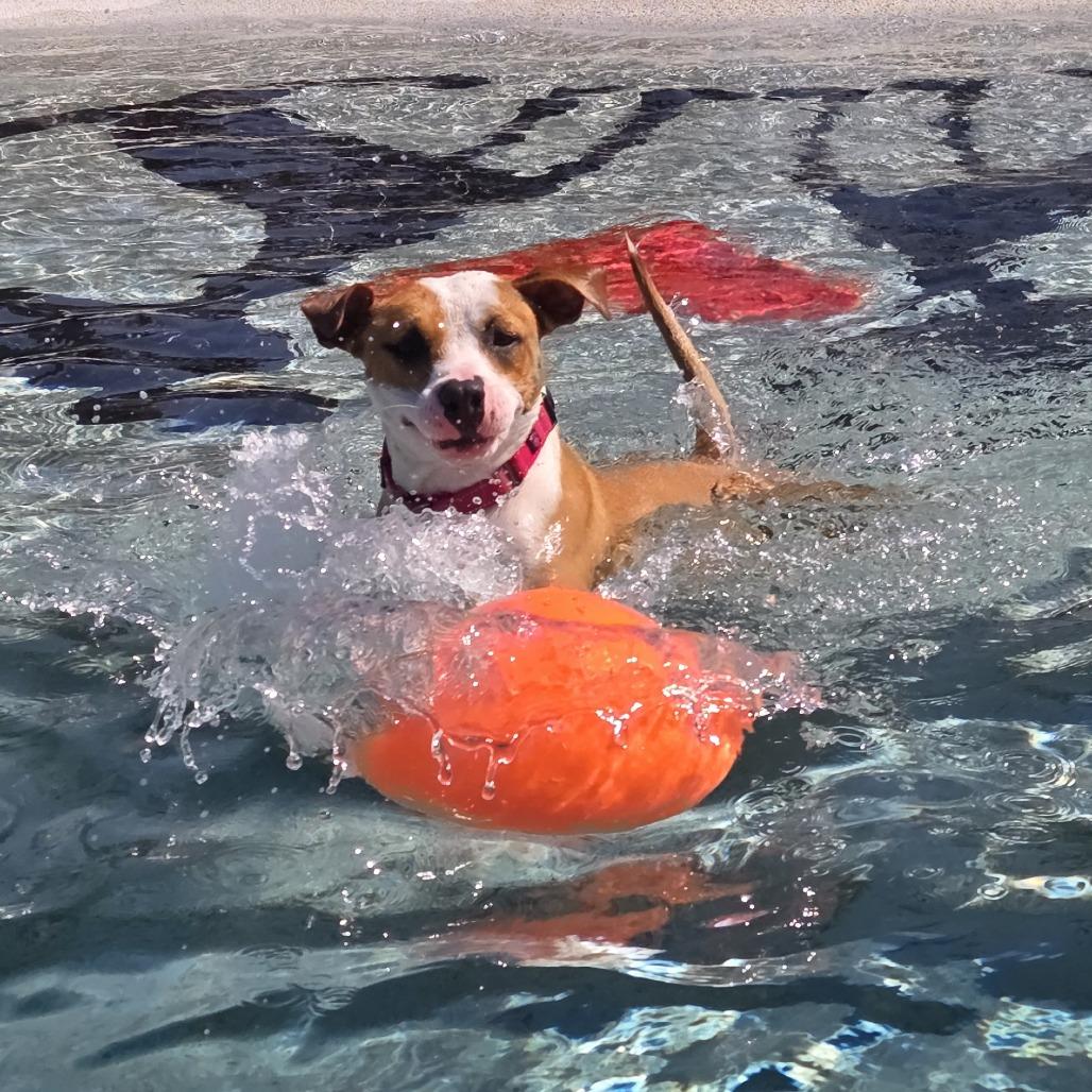 Madonna, a Adoptable mixed breed in Bradenton, FL image 5/6