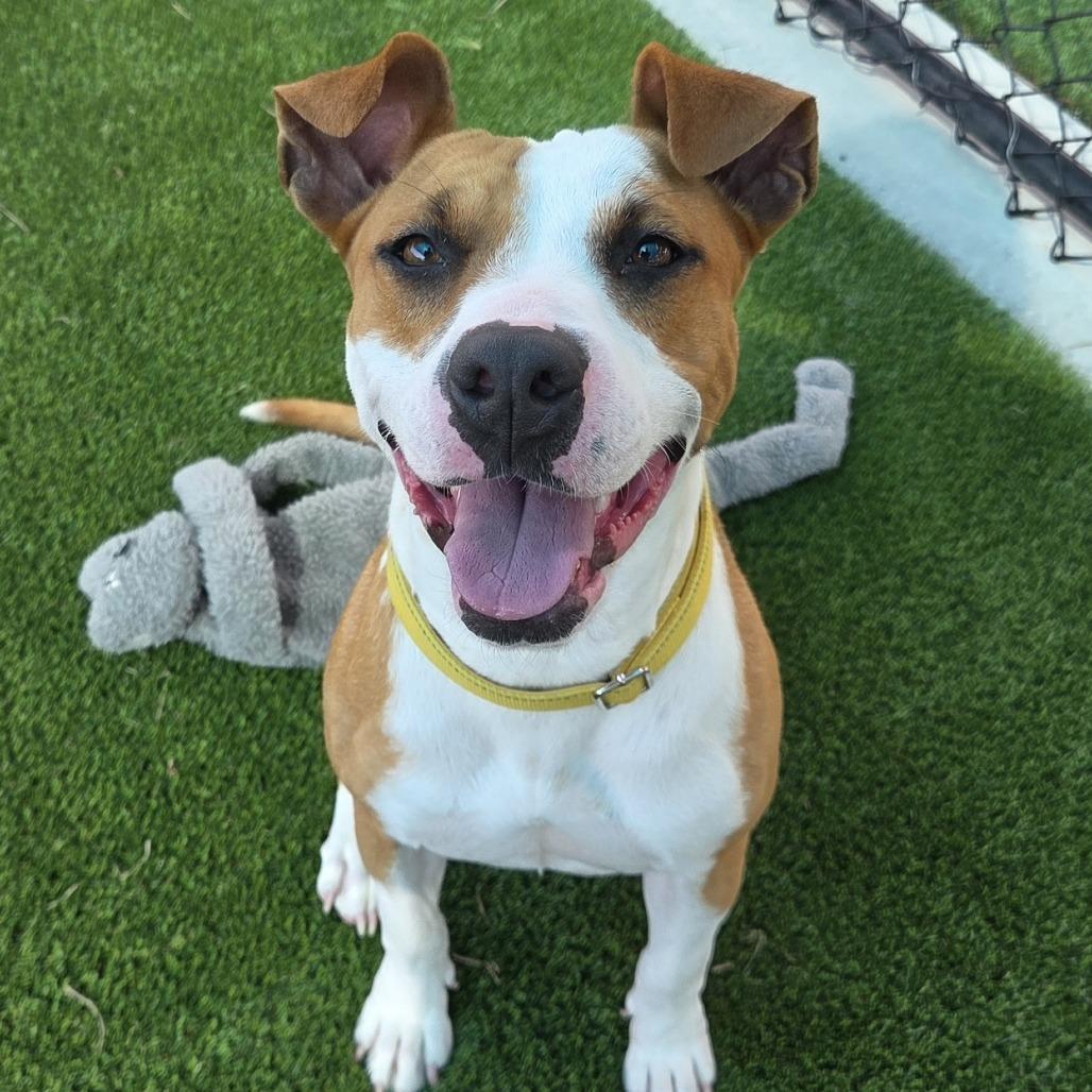 Enlarge Madonna, a Adoptable mixed breed in Bradenton, FL image 3/4