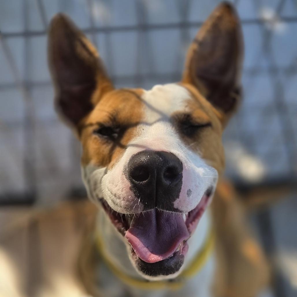 Enlarge Madonna, a Adoptable mixed breed in Bradenton, FL image 1/3