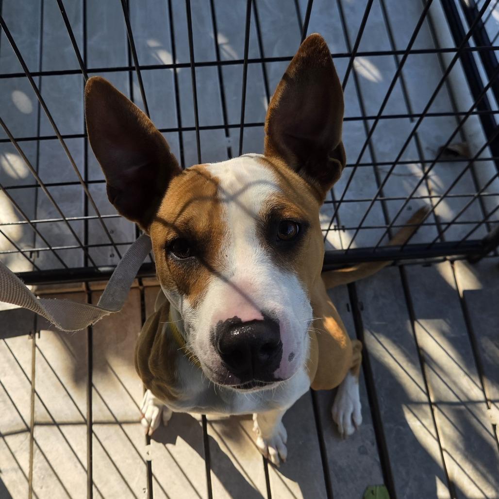 Enlarge Madonna, a Adoptable mixed breed in Bradenton, FL image 2/3