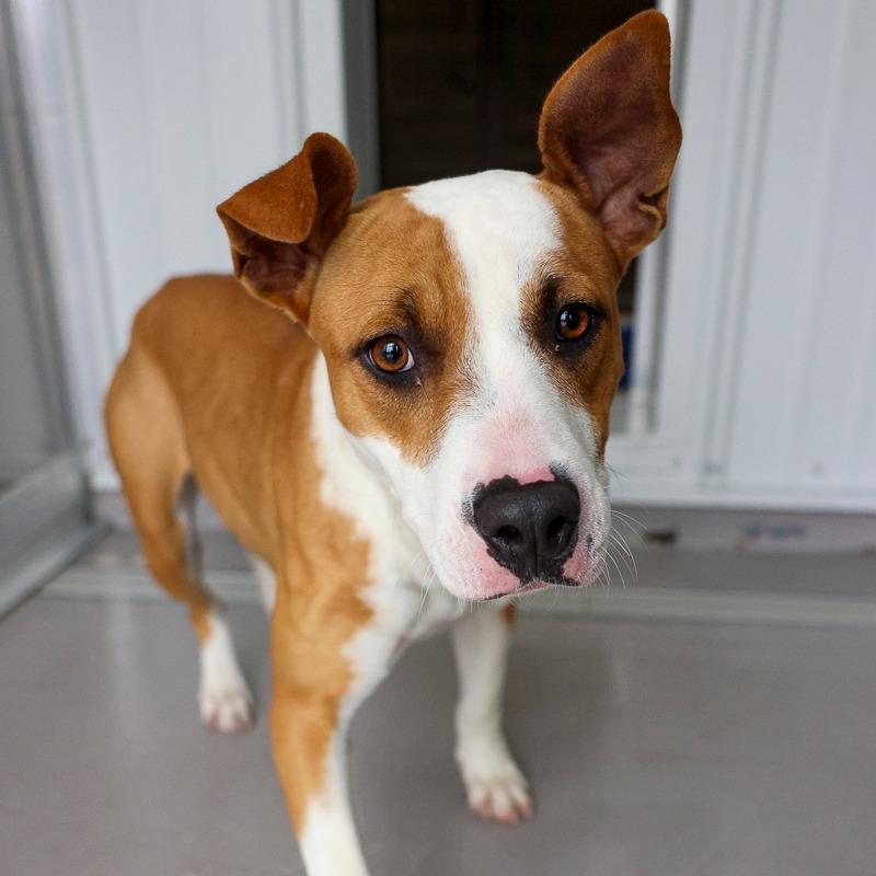 Enlarge Madonna, a Adoptable mixed breed in Bradenton, FL image 3/3