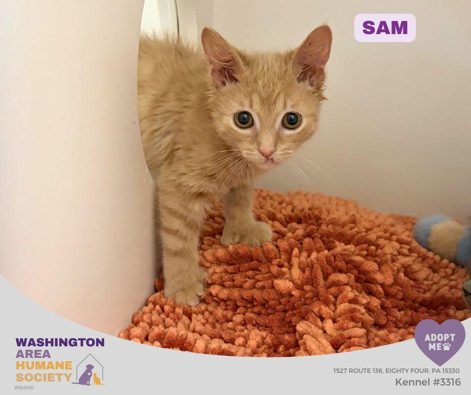 Sam, adopted, Kitten Male Domestic Short Hair.