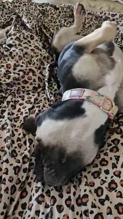 Enlarge Islee, a ADOPTABLE French Bulldog in Huntington Beach, CA video 2/2