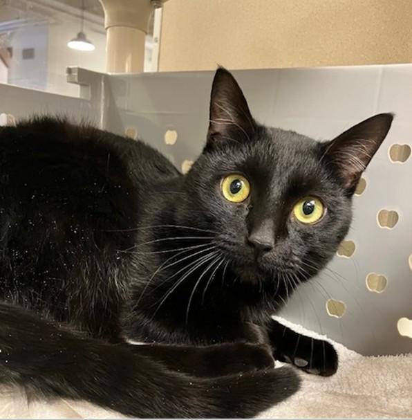 Enlarge COAL, a Adoptable Domestic Short Hair in Springfield, MA image 1/1
