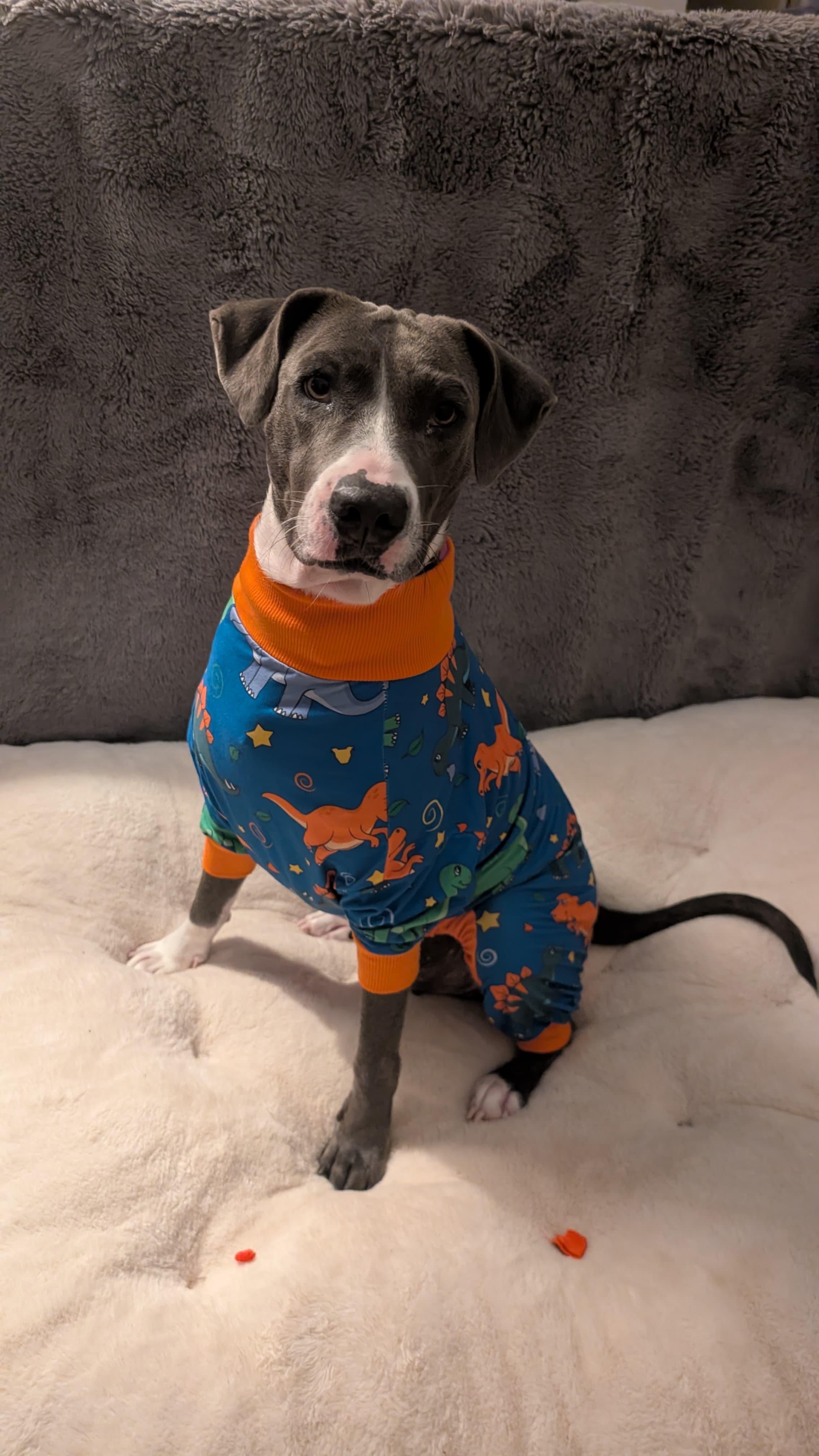MOONPIE - literally the best, Adoptable, Adult Female Labrador Retriever & Shepherd.