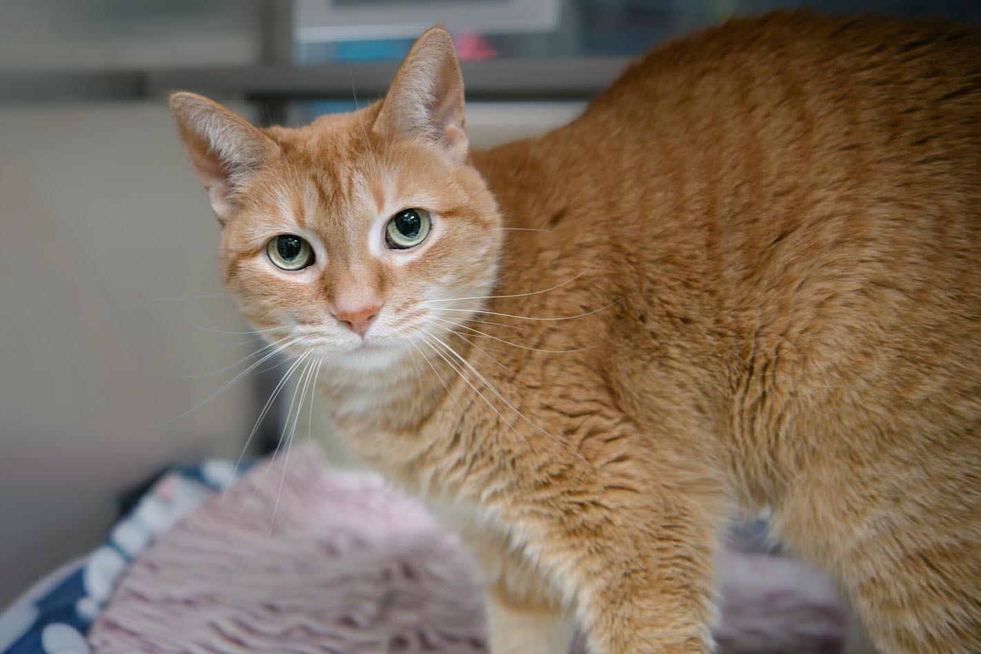 Stella Luna, Adoptable, Adult Female Domestic Short Hair.