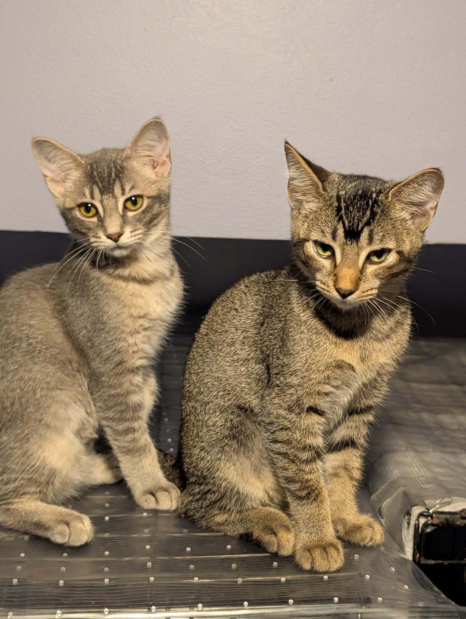 Terry, Adoptable, Young Female Domestic Short Hair.