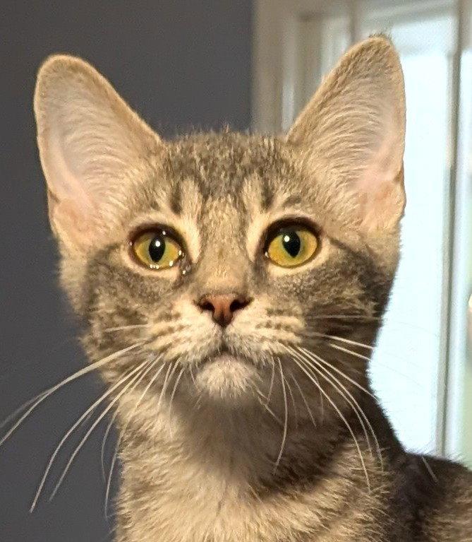Enlarge Terry, a Adoptable Domestic Short Hair in Pompano Beach, FL image 2/2