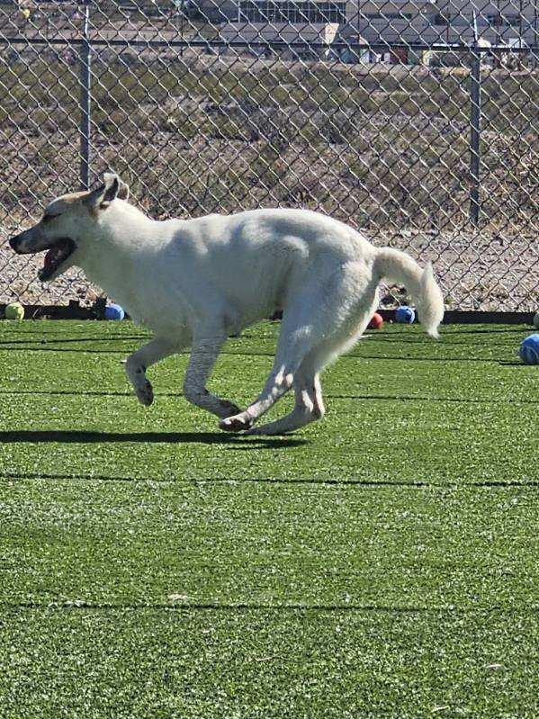 Barney, a ADOPTABLE mixed breed in Truth or Consequences , NM image 3/6