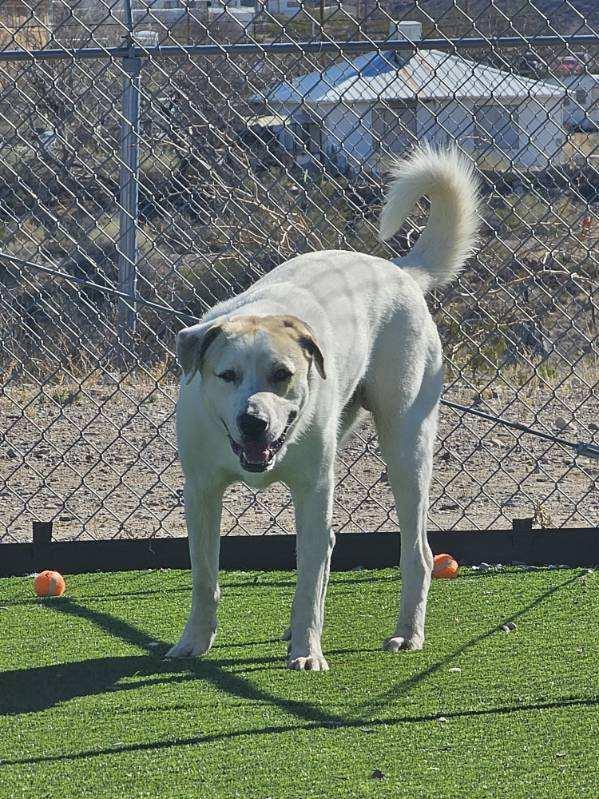 Barney, a ADOPTABLE mixed breed in Truth or Consequences , NM image 6/6