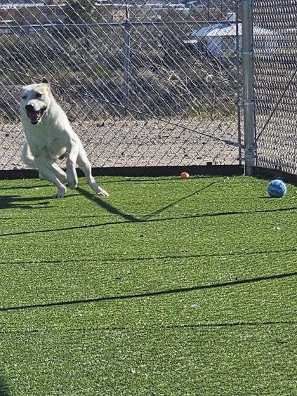 Barney, a ADOPTABLE mixed breed in Truth or Consequences , NM image 4/6