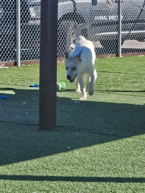 Barney, a ADOPTABLE mixed breed in Truth or Consequences , NM image 5/6