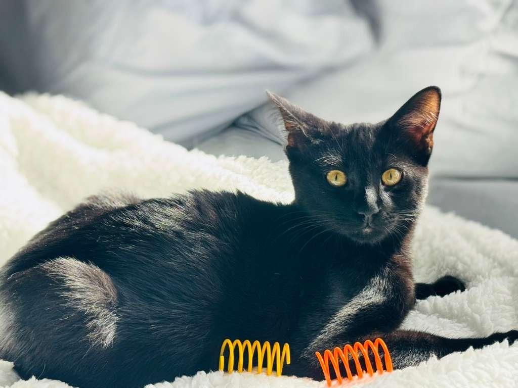 Jag, Adoptable, Kitten Male Domestic Short Hair.