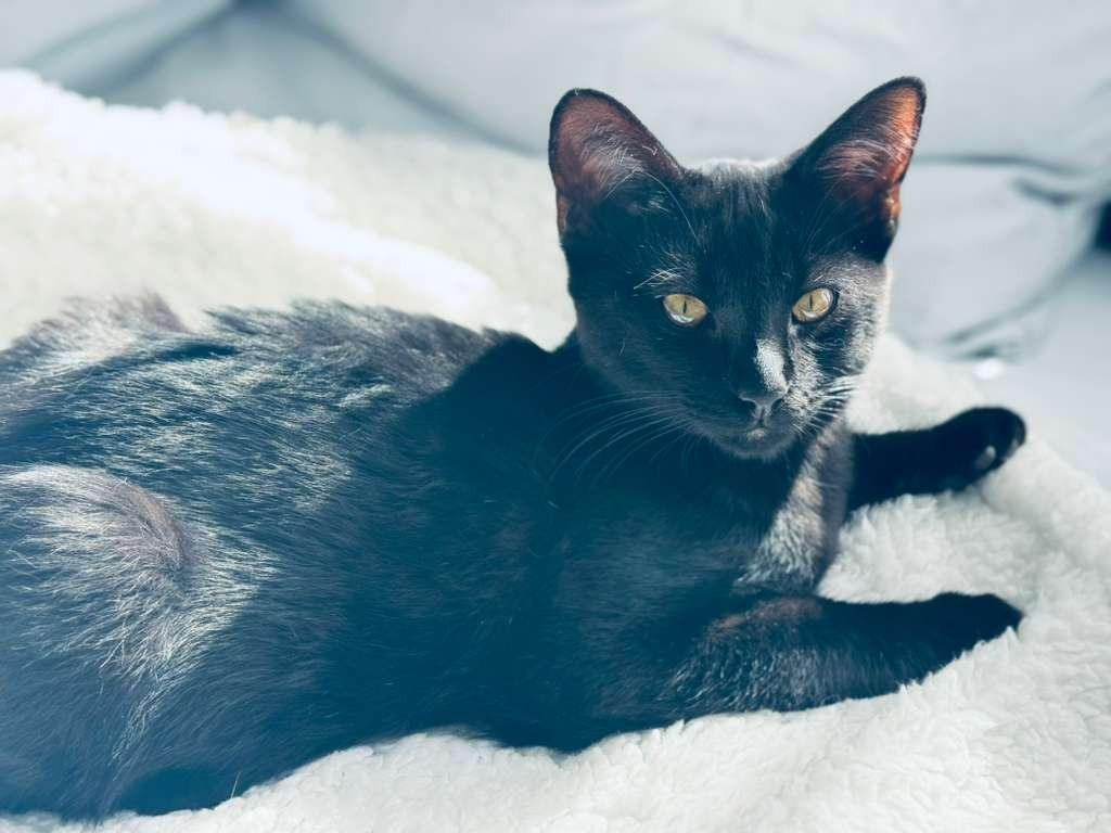 Enlarge Jag, a Adoptable mixed breed in HUNTINGTON BEACH, CA image 2/4