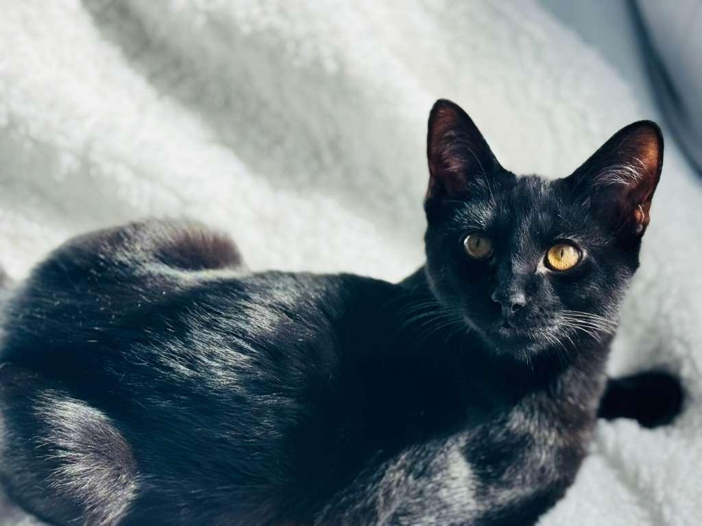 Enlarge Jag, a Adoptable mixed breed in HUNTINGTON BEACH, CA image 3/4