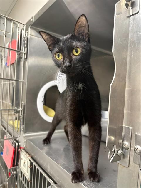 BLOSSOM, Adoptable, Kitten Female Domestic Short Hair.
