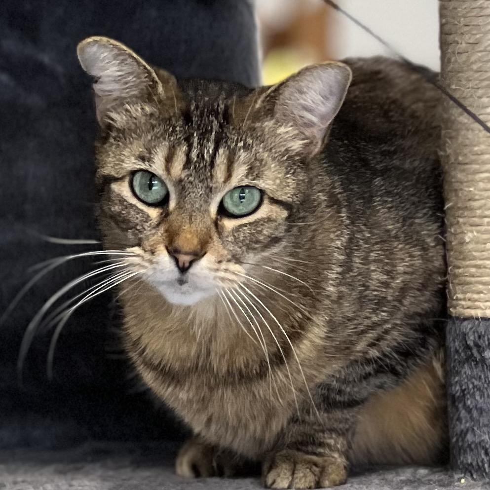 Vanka, Adoptable, Senior Female Domestic Short Hair.
