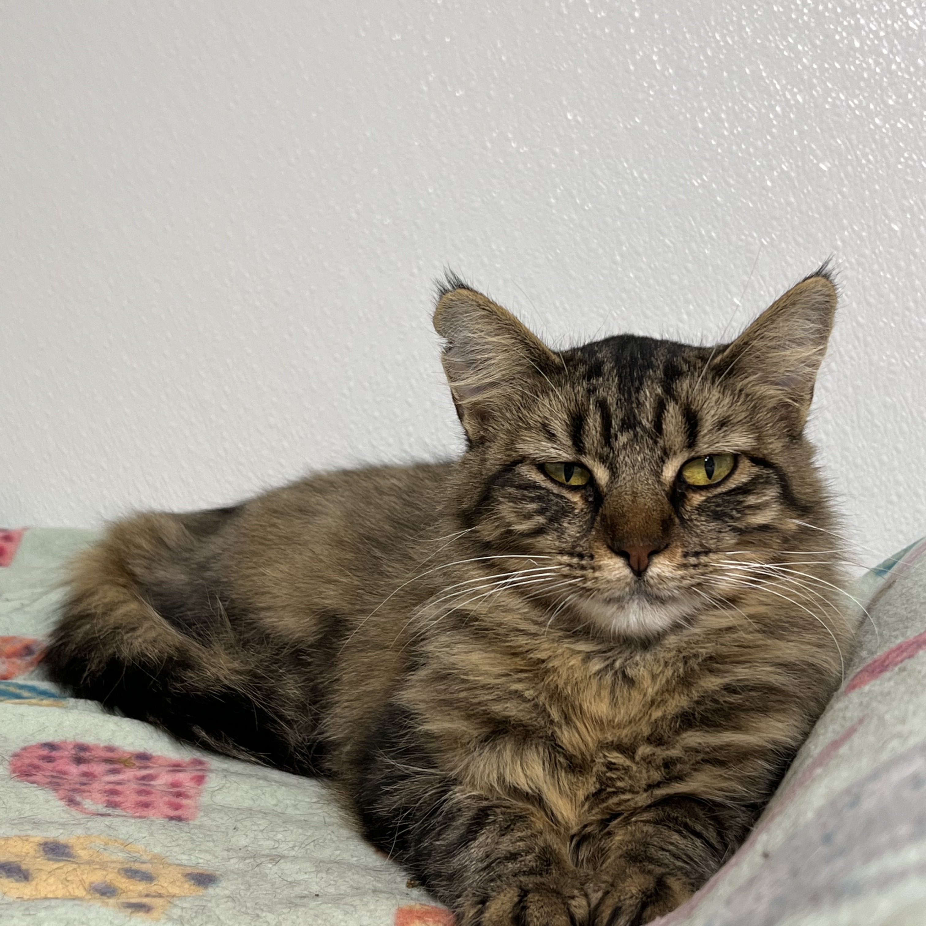 Nelly, Adoptable, Young Female Domestic Medium Hair.