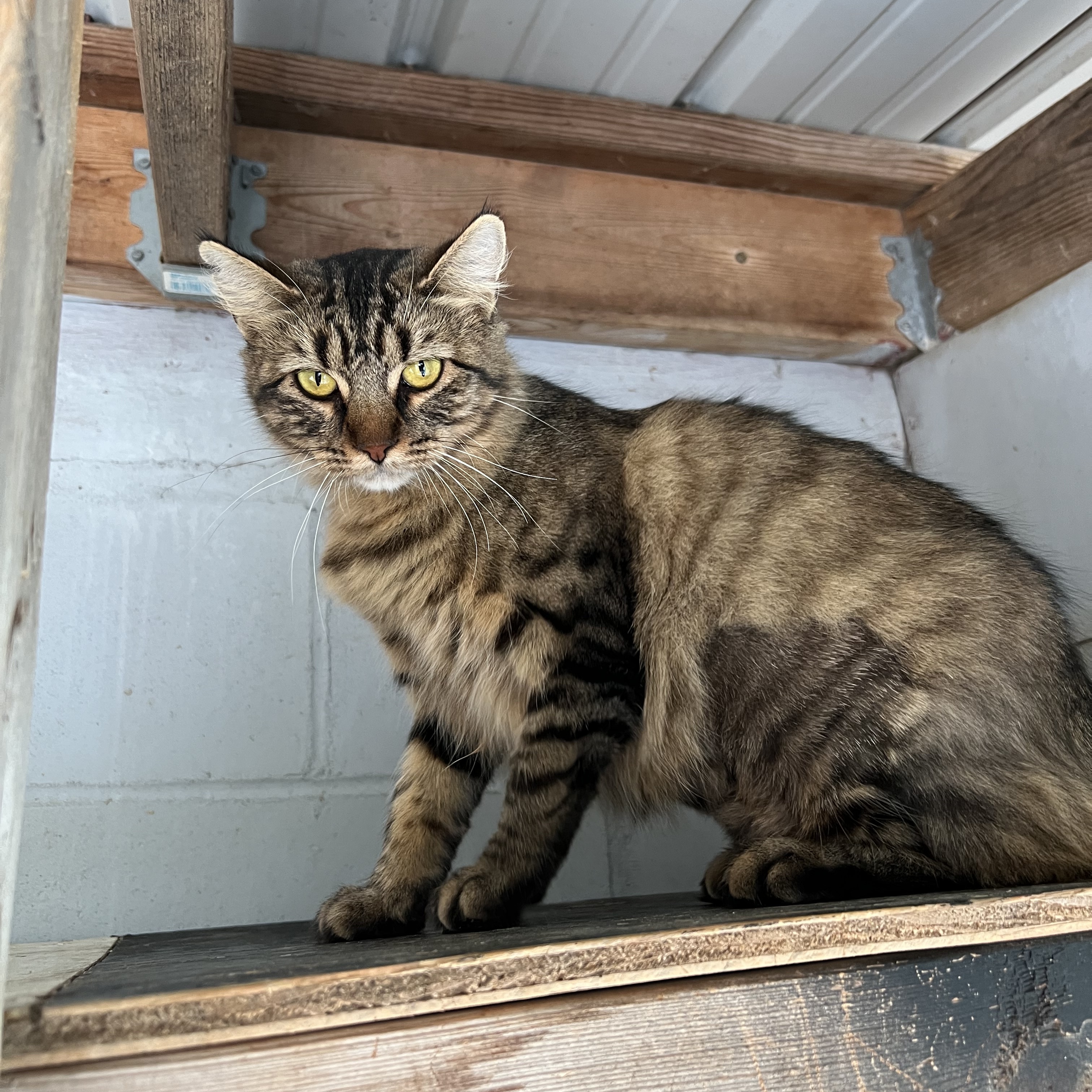 Nelly, a Adoptable mixed breed in Spencer, IA image 2/2