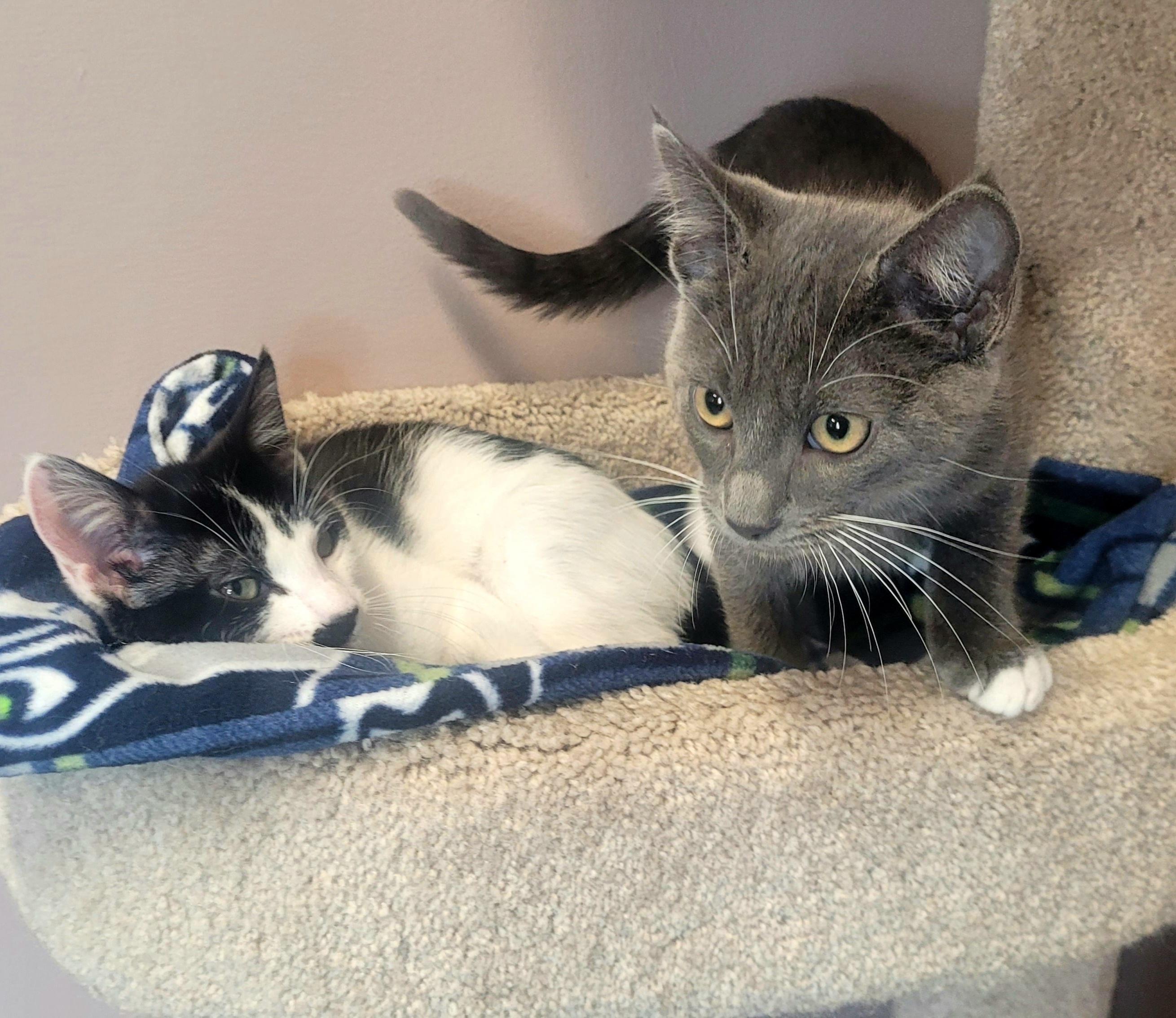 Coriander + Basil (bonded pair)