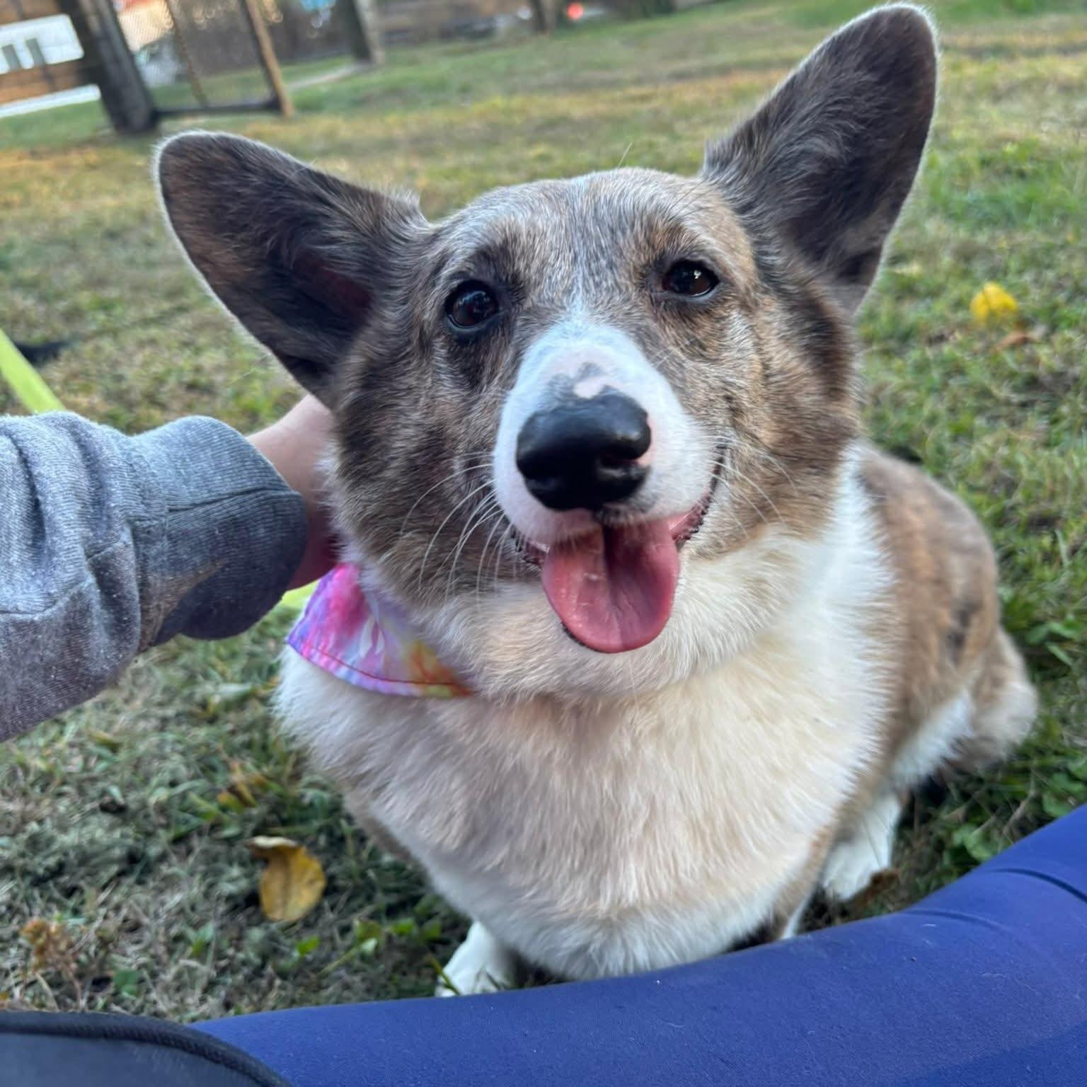 Enlarge Jayna, a Adoptable Corgi in Phoenixville, PA image 1/3