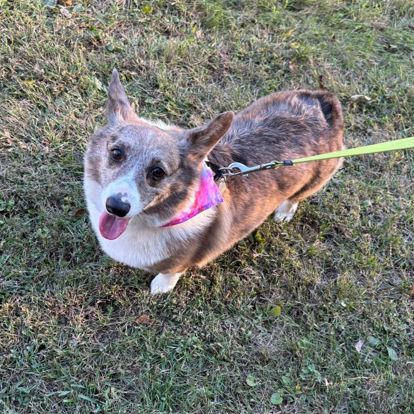 Enlarge Jayna, a Adoptable Corgi in Phoenixville, PA image 3/3