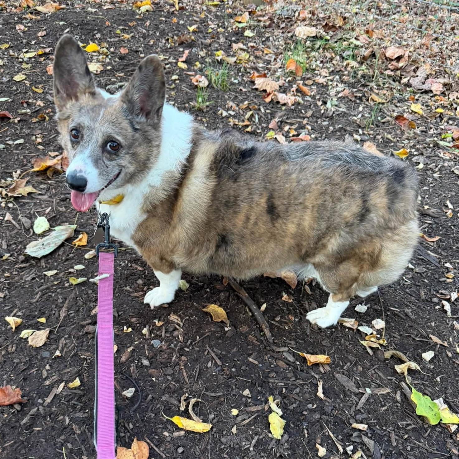 Enlarge Jayna, a Adoptable Corgi in Phoenixville, PA image 2/3