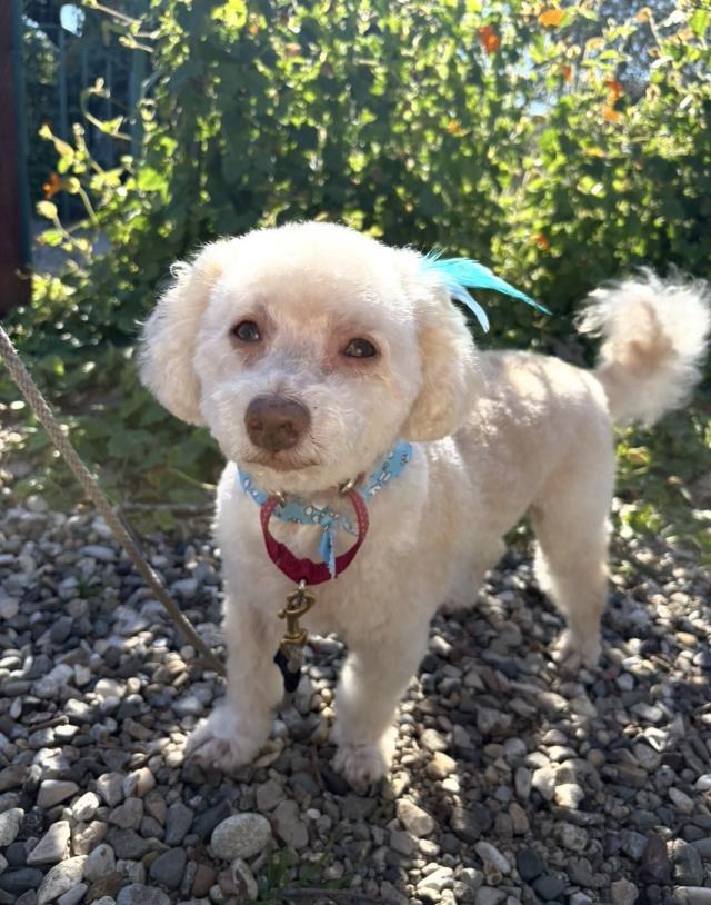 CHUCKY, Adoptable, Adult Male Poodle.