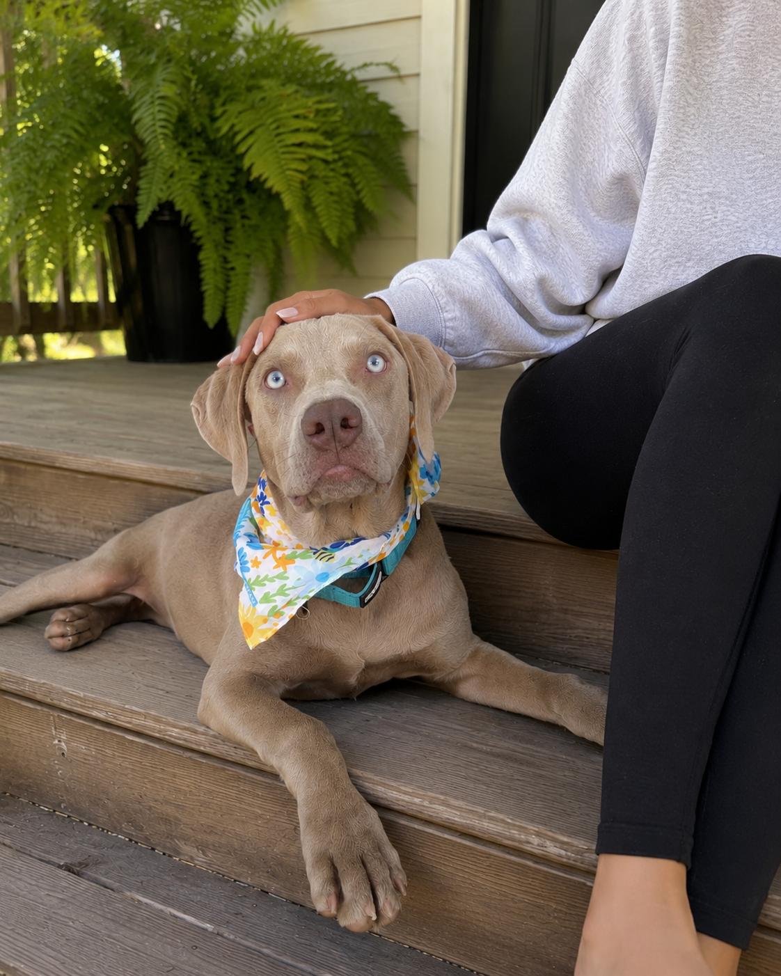 Kat, a Adoptable mixed breed in Mount Laurel, NJ image 1/2