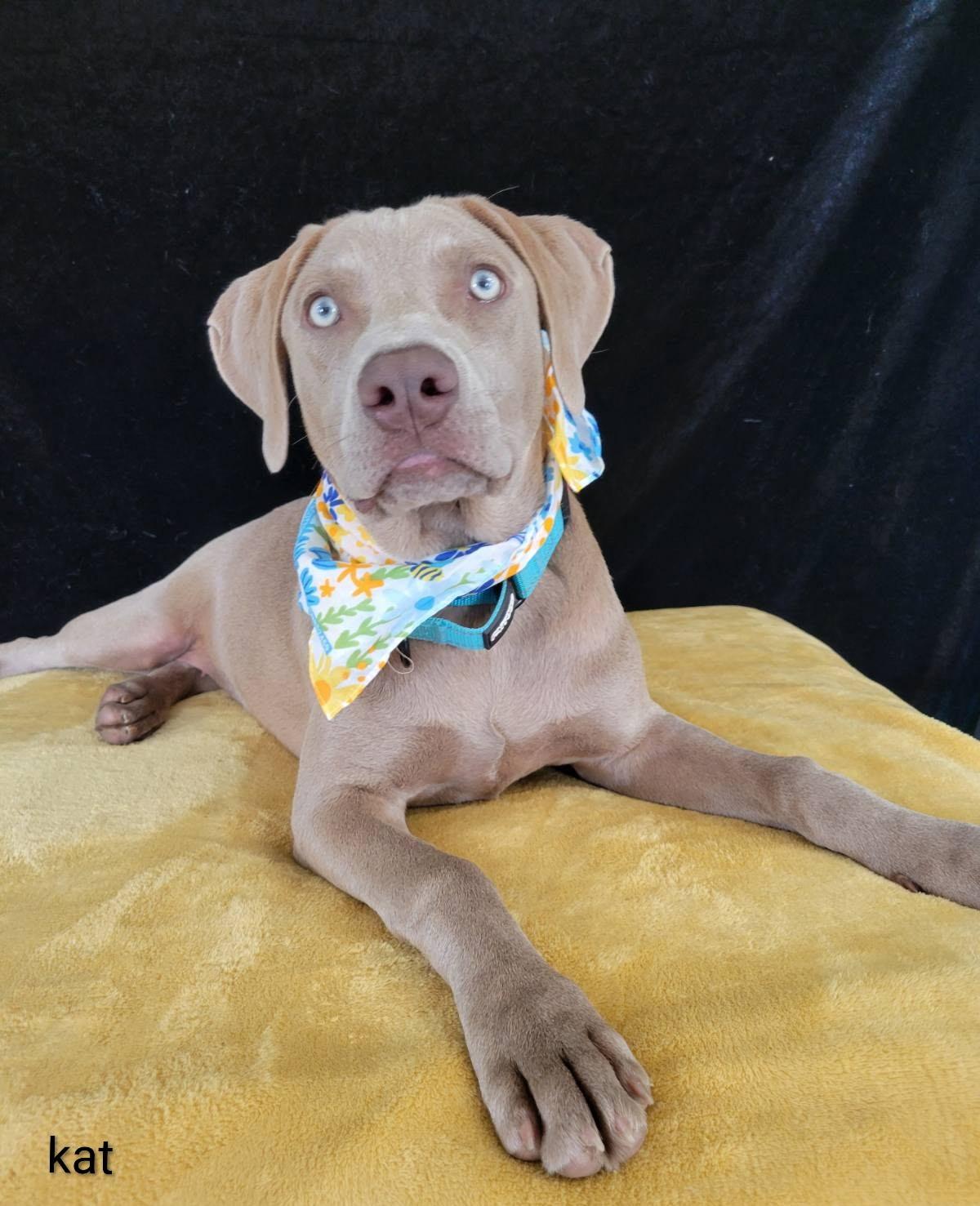 Kat, a Adoptable mixed breed in Mount Laurel, NJ image 2/2