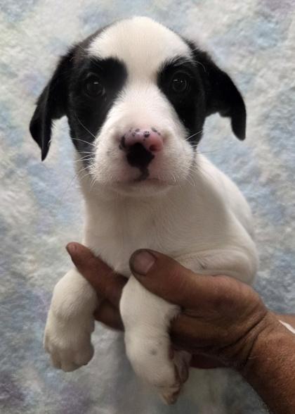 Oreo, Adoptable, Puppy Male Australian Shepherd & Border Collie.