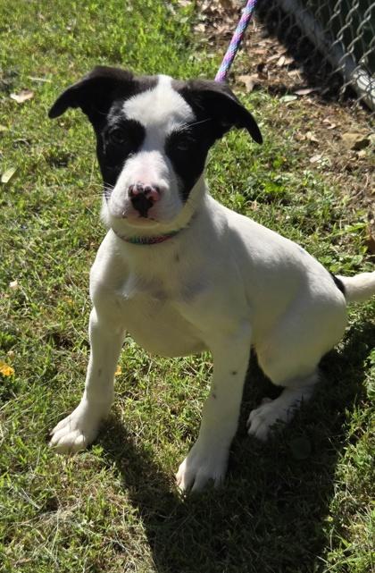 Enlarge Oreo, a Adoptable mixed breed in Malvern, PA image 2/2