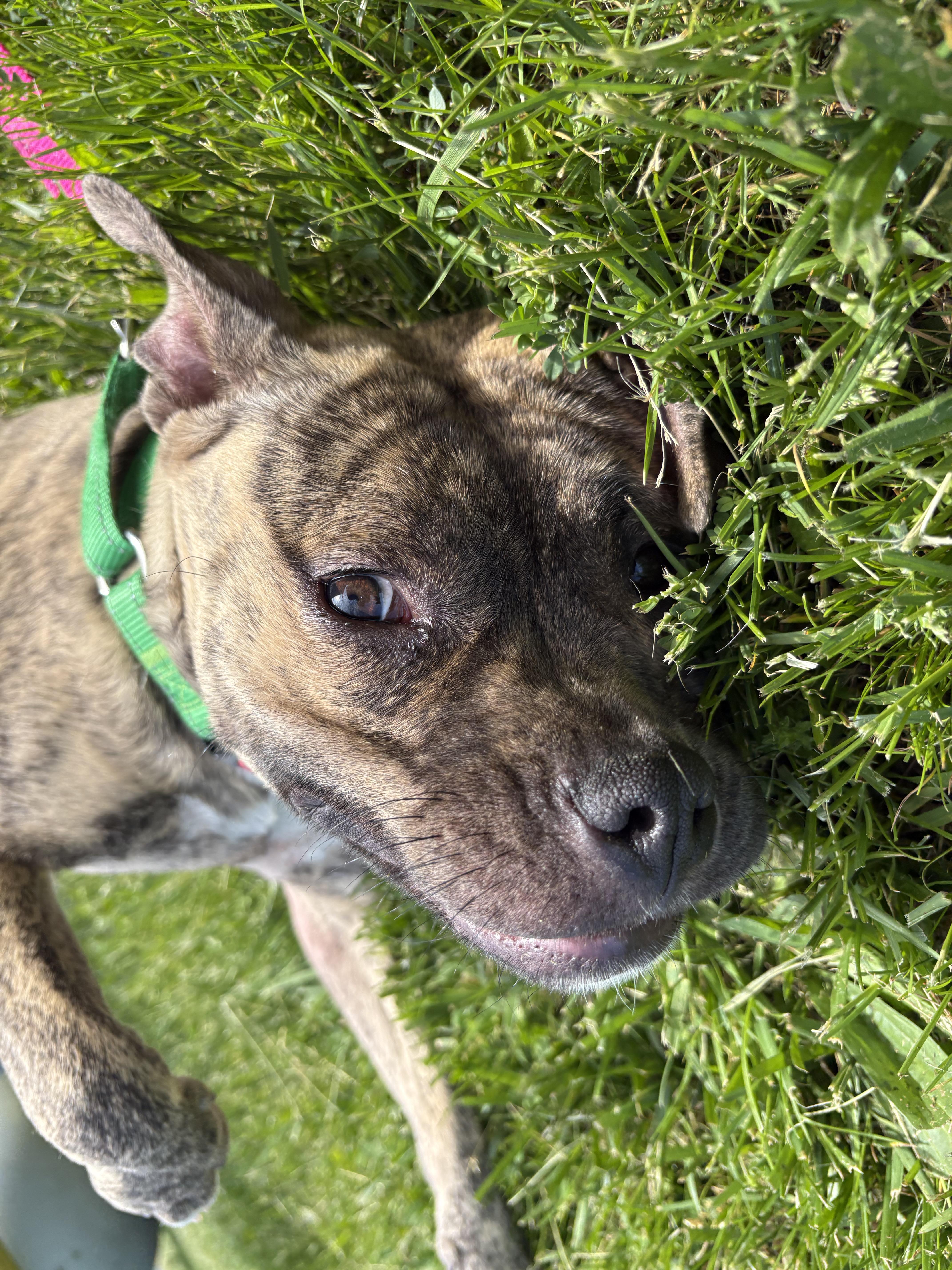 Enlarge Rena, a ADOPTABLE mixed breed in Jamesville, NY image 6/6