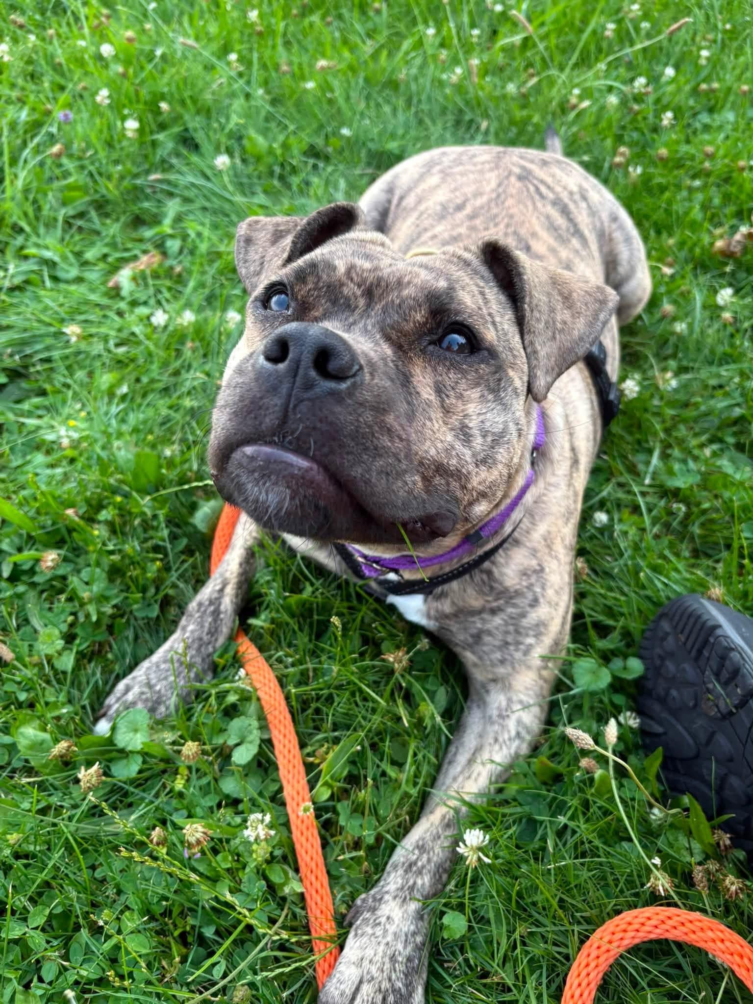 Enlarge Rena, a Adopted mixed breed in Jamesville, NY image 5/6