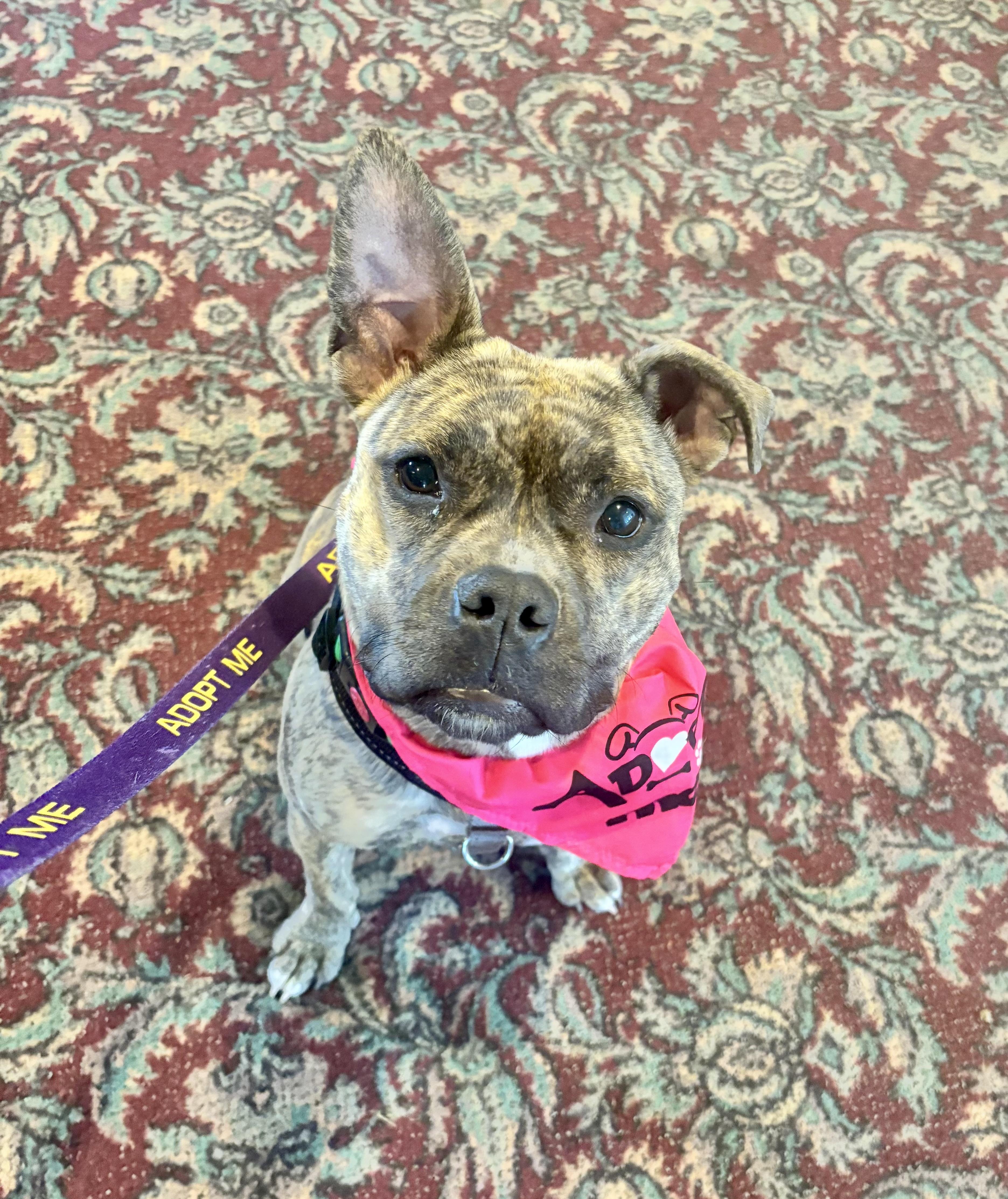Rena, ADOPTABLE, Young Female Mixed Breed.