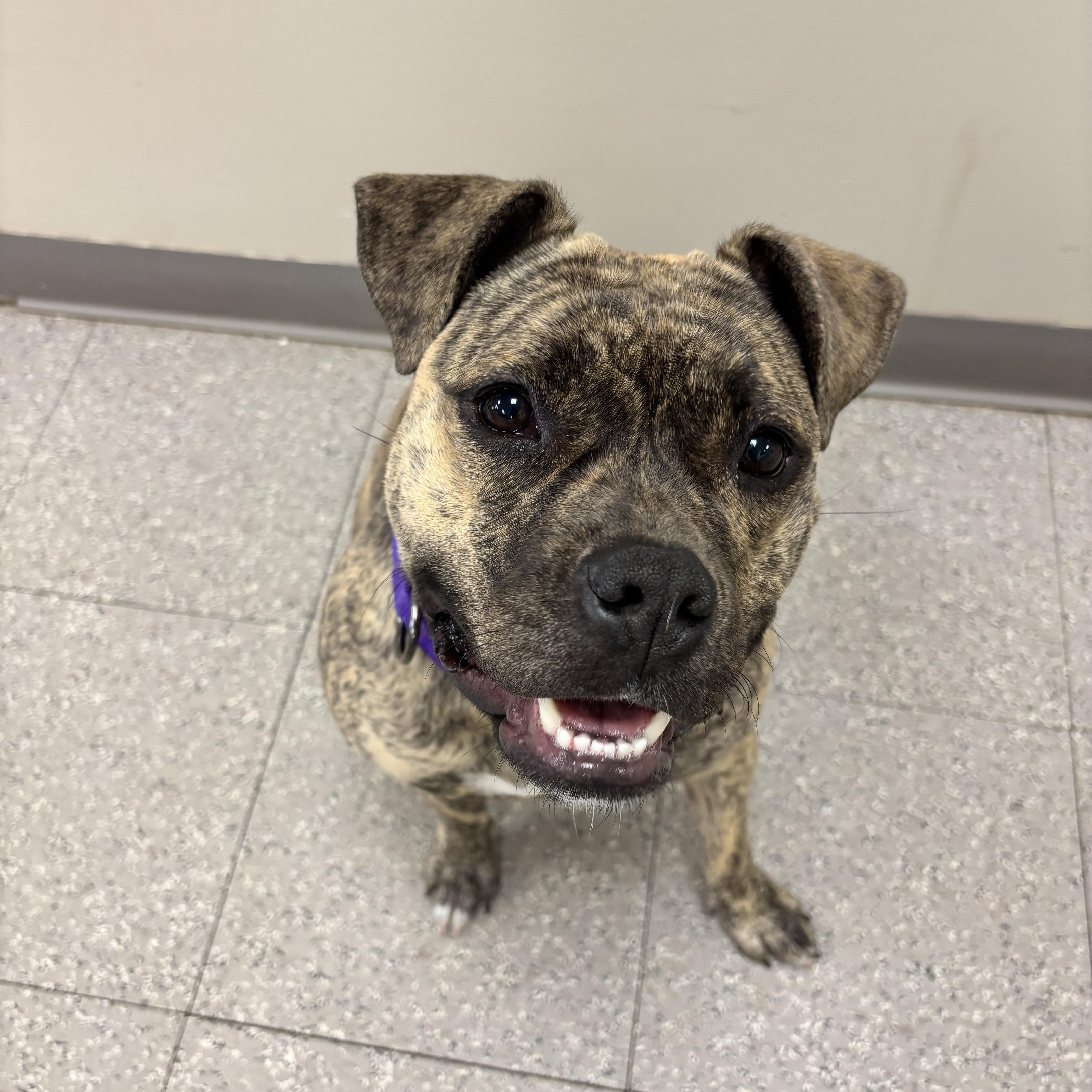 Rena, ADOPTABLE, Young Female Mixed Breed.