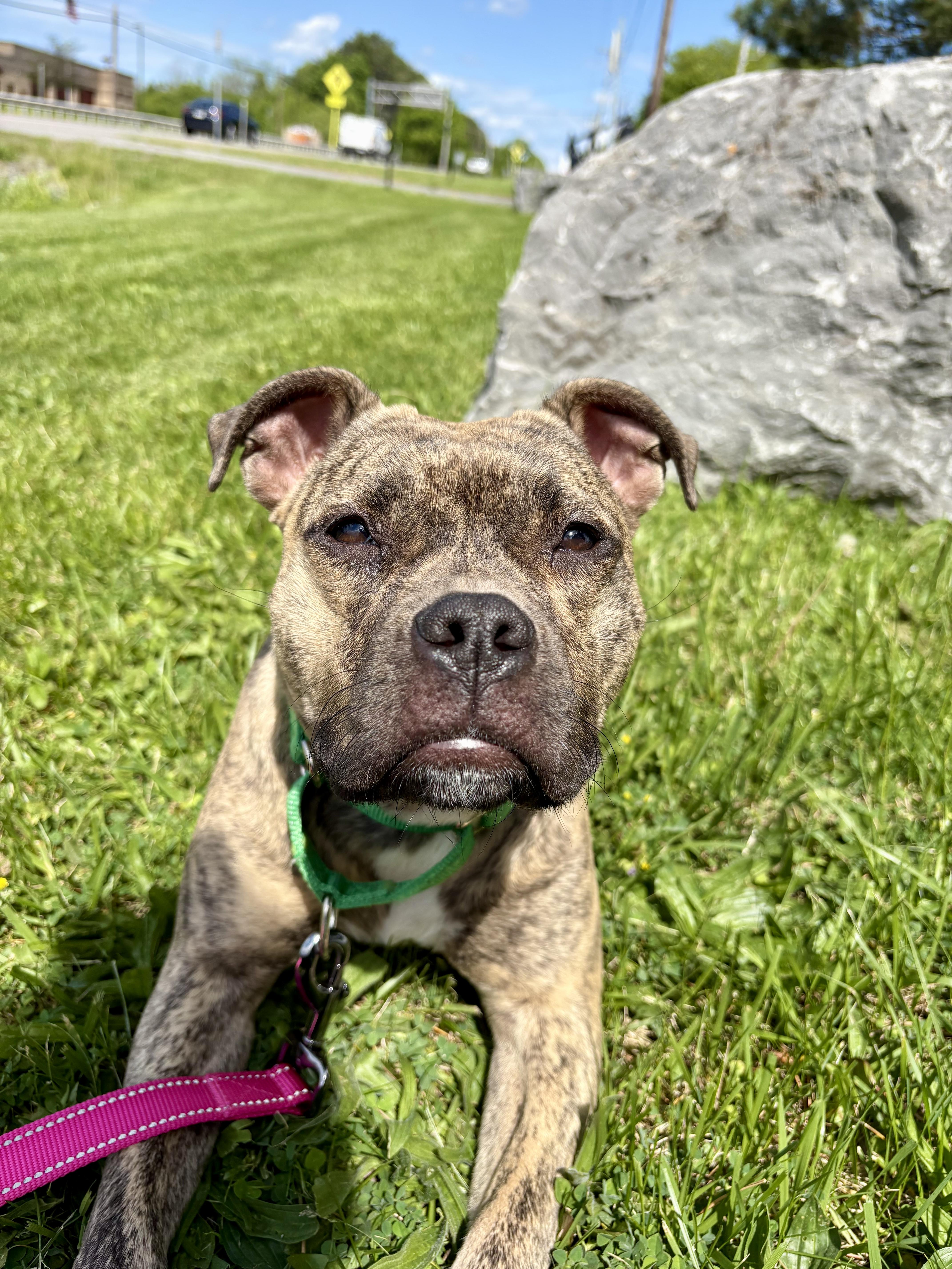 Enlarge Rena, a ADOPTABLE mixed breed in Jamesville, NY image 3/6