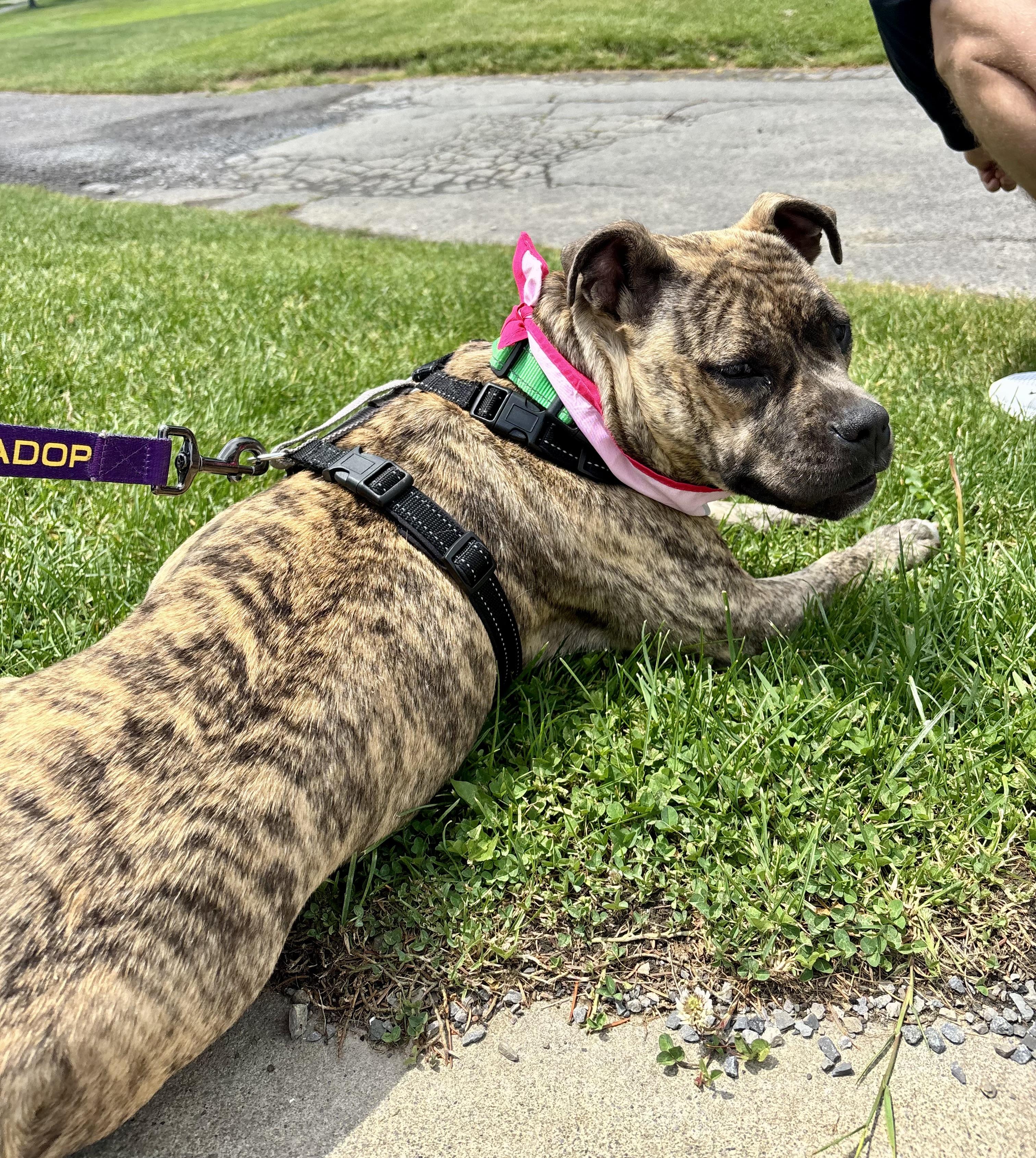 Enlarge Rena, a ADOPTABLE mixed breed in Jamesville, NY image 2/6