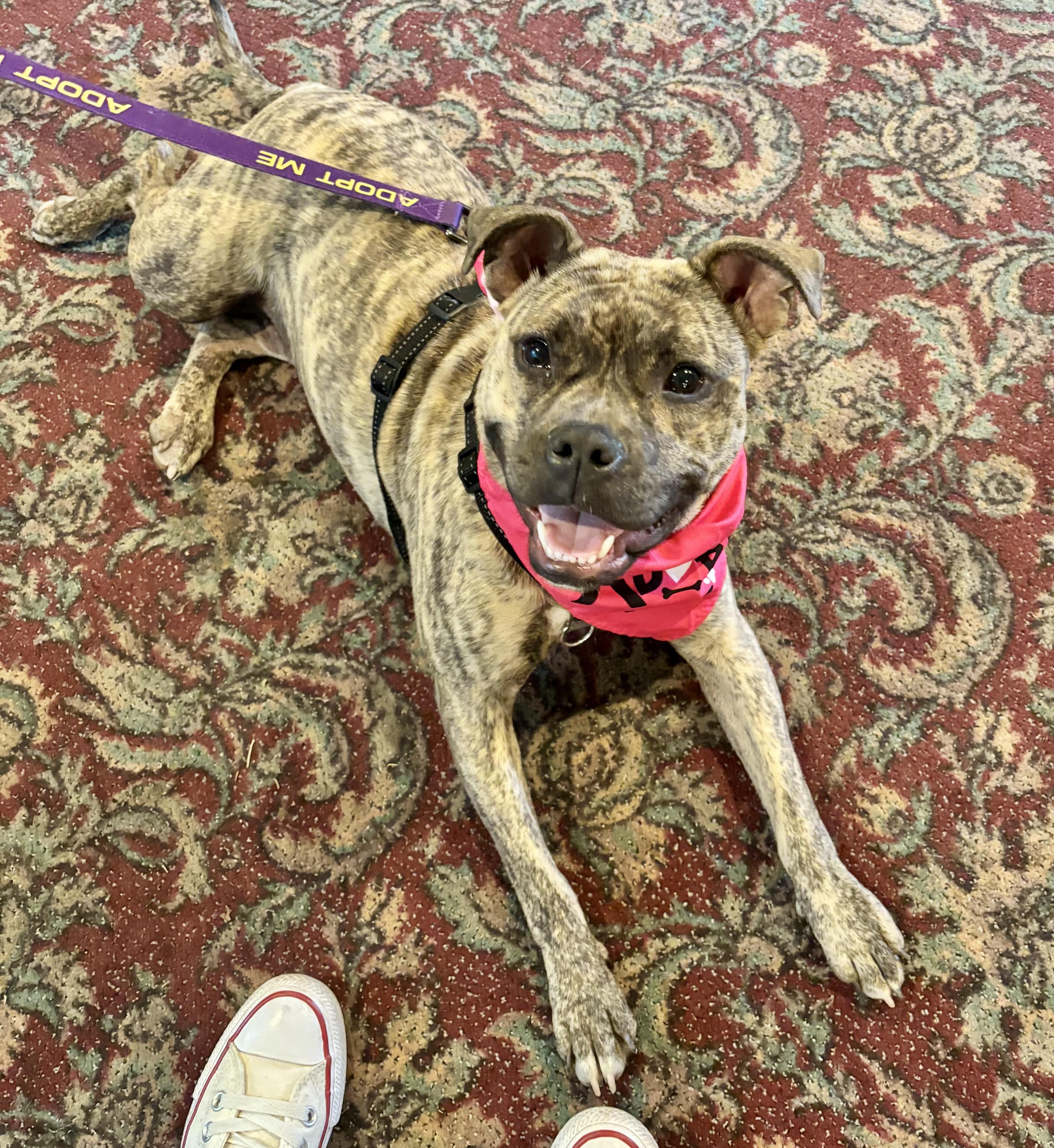 Enlarge Rena, a ADOPTABLE mixed breed in Jamesville, NY image 4/6