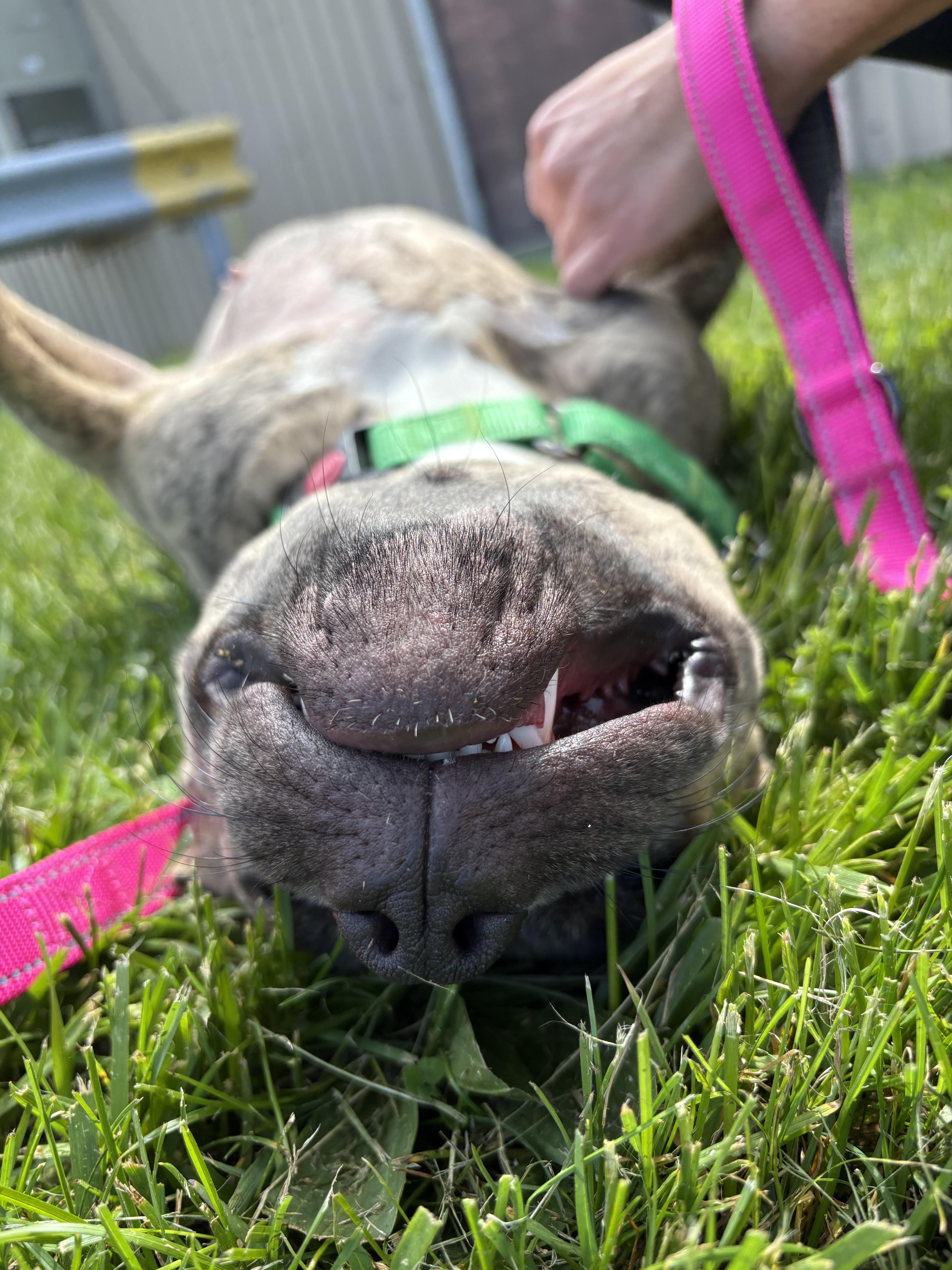 Enlarge Rena, a ADOPTABLE mixed breed in Jamesville, NY image 5/6