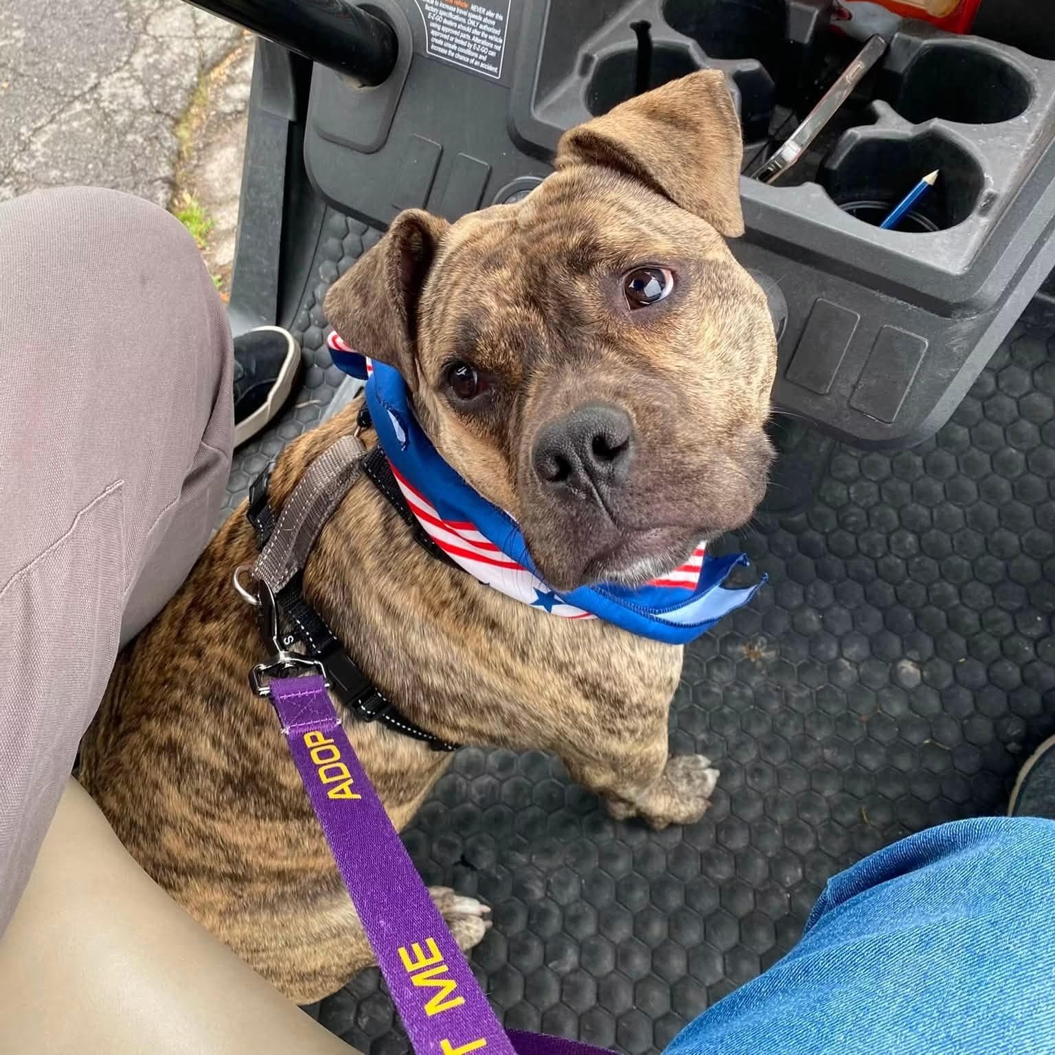 Rena, Adopted, Young Female Mixed Breed.