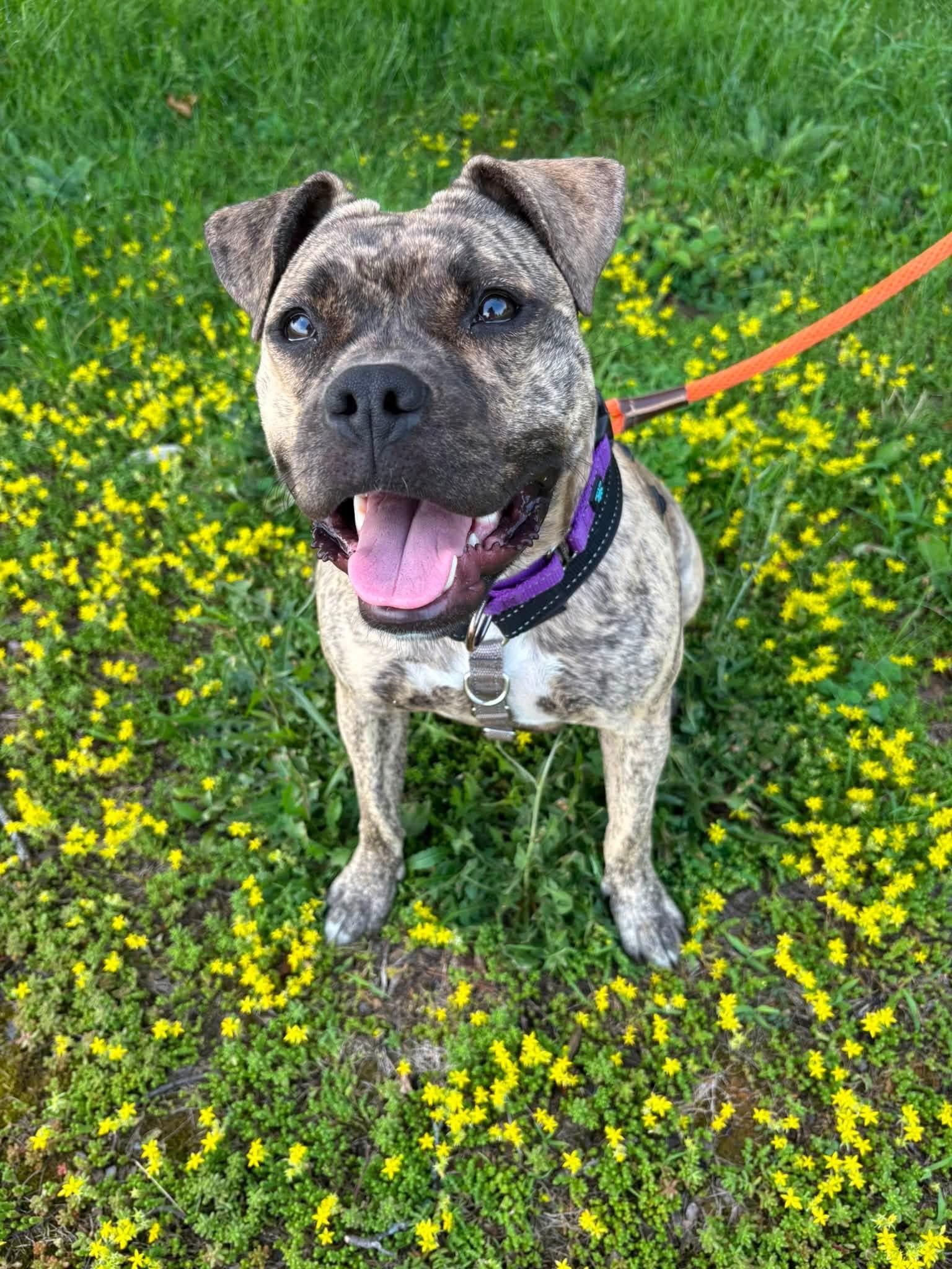 Enlarge Rena, a Adopted mixed breed in Jamesville, NY image 6/6