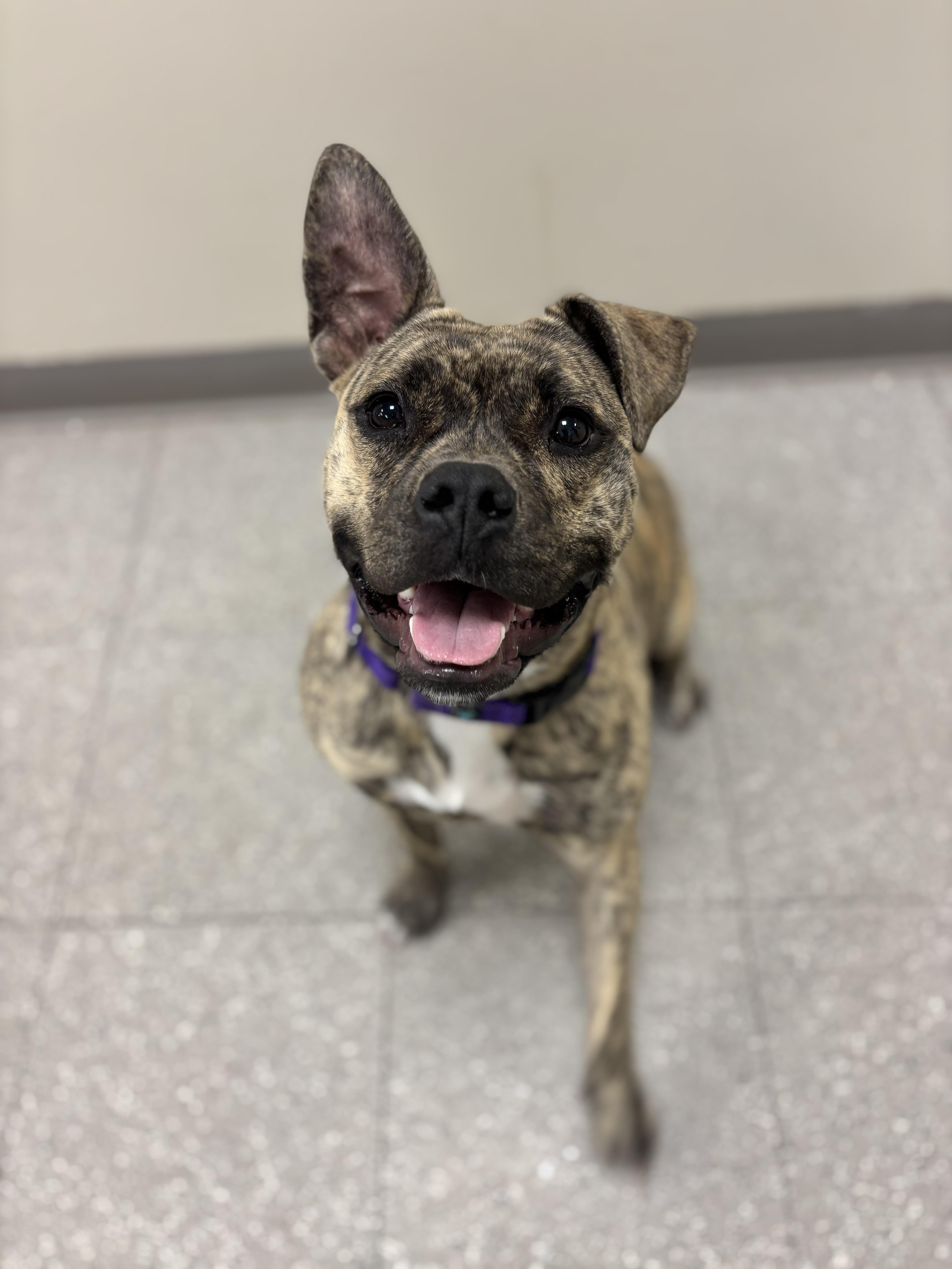Enlarge Rena, a ADOPTABLE mixed breed in Jamesville, NY image 6/6