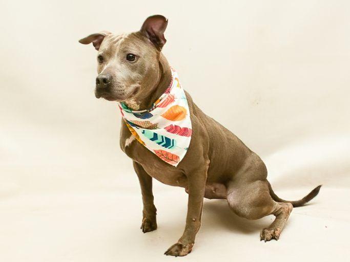 Enlarge Jade, an adoptable mixed breed in Sanford, FL image 3/4