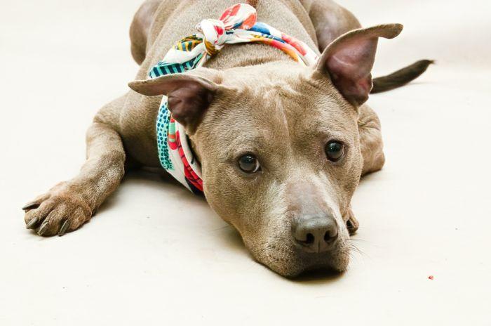 Enlarge Jade, an adoptable mixed breed in Sanford, FL image 1/4